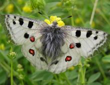 Бабочка Аполлон — одна из самых красивых и любимых бабочек в Европе